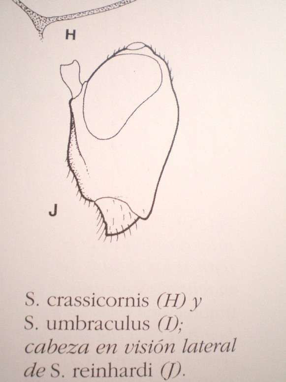 Synergus cf reinhardi (Cynipidae)